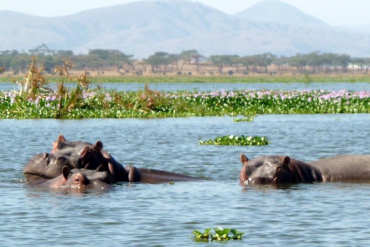 Hell's Gate Cycling Tour & Lake Naivasha Boat Ride from Nairobi