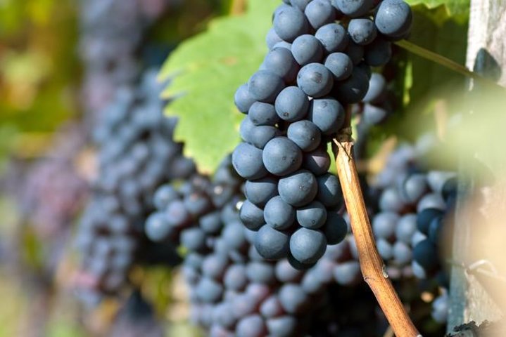 Countryside Half-day Gastro-Wine Tour from Budapest Meal & pickup