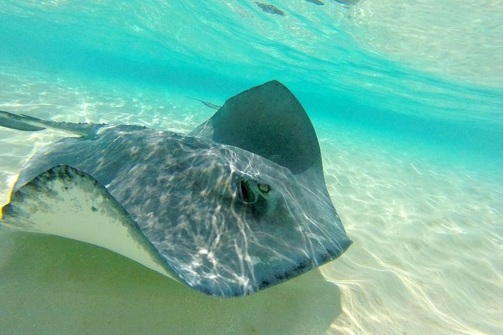 (Family owned) Stingray city sandbar, Starfish Beach & Snorkeling