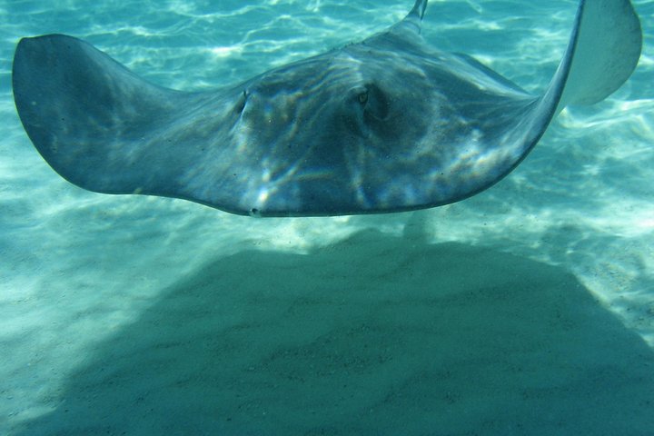 4-Stop Stingray, Snorkel, Star Fish & 7 Mile Beach (Family Owned)