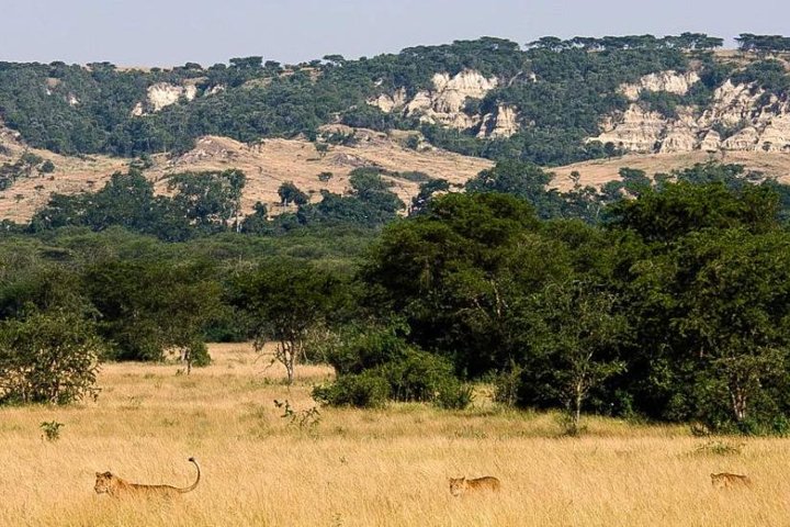 7-Day Customized Safari Tour and Gorilla Trekking in Uganda