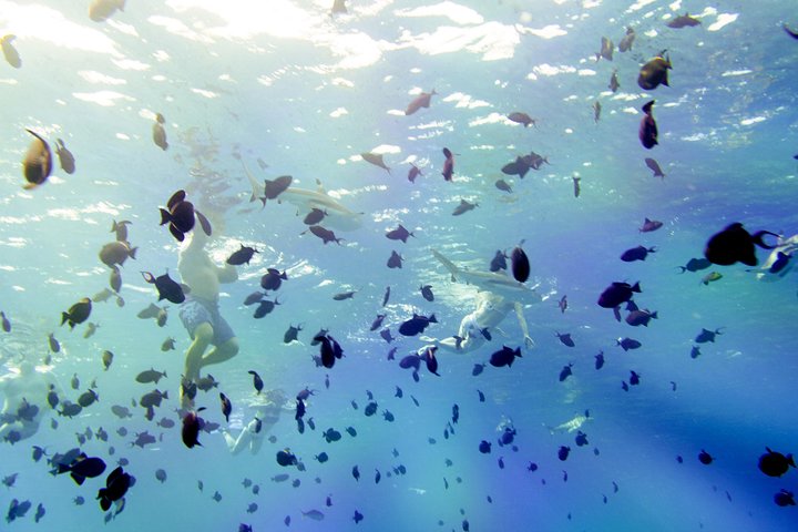 Full-Day Bora Bora Lagoon Cruise Including Snorkeling with Sharks and Stingrays