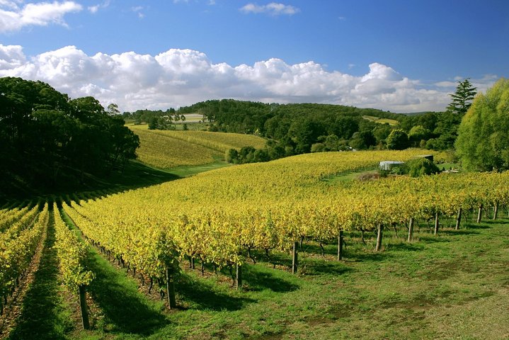 McLaren Vale Wine Tasting, Sights & Glenelg (half-day Afternoon)