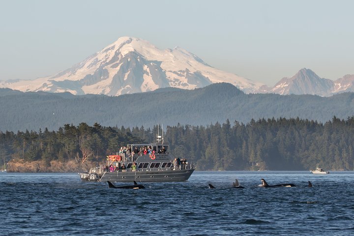 Guaranteed Whale Watching Tour