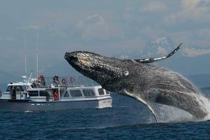 Guaranteed Whale Watching Tour