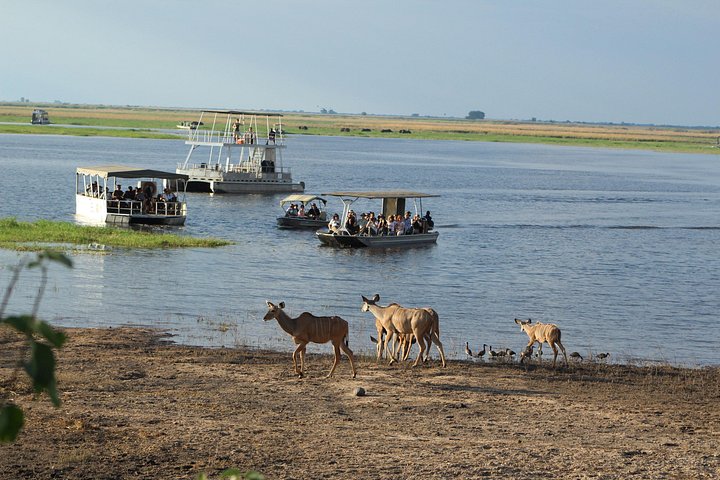 Chobe Full day Safari: Game Drive & Boat Safari with Lunch