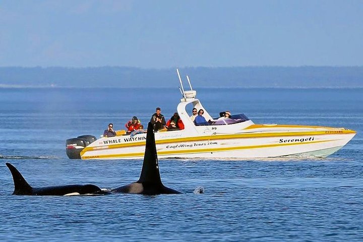Victoria Whale and Wildlife Cruise