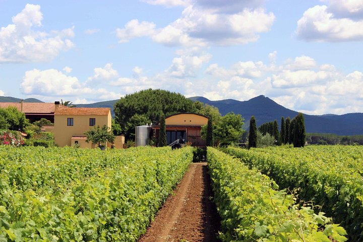 Bolgheri: Classic Wine Tasting with Winery Tour