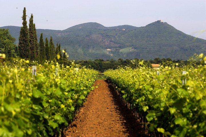 Bolgheri: Classic Wine Tasting with Winery Tour
