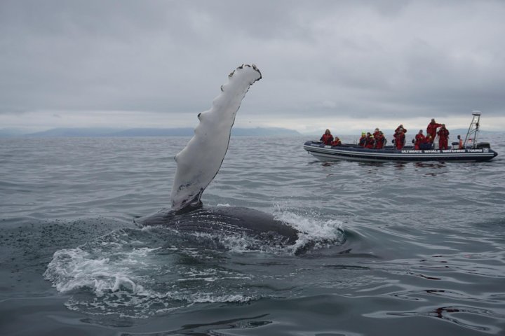Akureyri Express Whale Watching by RIB boat