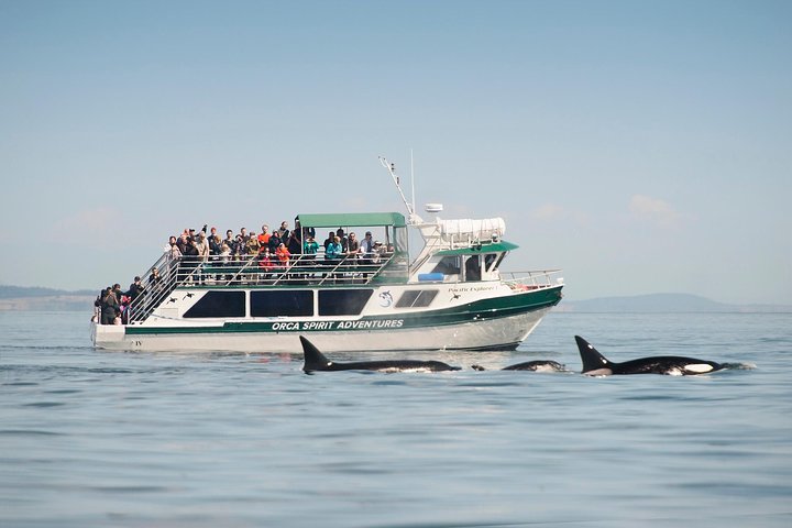 Summer Victoria Whale Watching Tour on a Covered Vessel