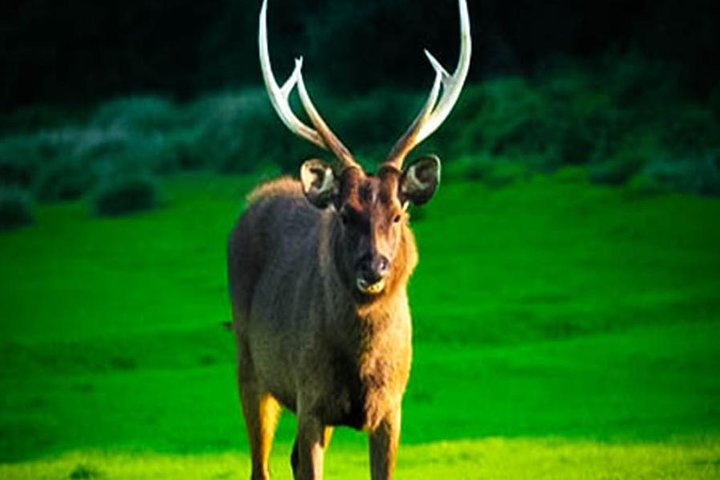 Horton Plains-World's End Tour From Nuwaraeliya