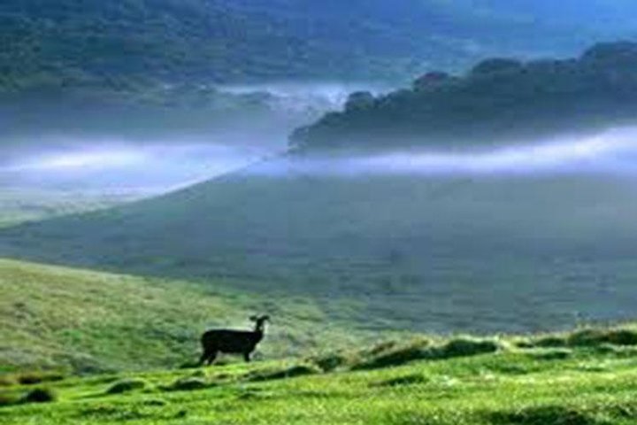 Horton Plains-World's End Tour and Tea Factory Tour From Nuwaraeliya