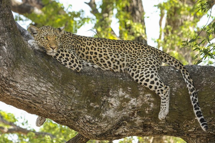 Yala National Park Private Safari