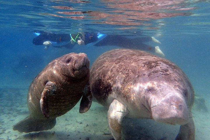The 'OG' Manatee Snorkel Tour with In-Water Guide/Photographer