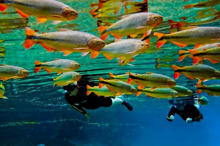 Skip the Line:Recanto Ecologico Rio da Prata Ticket including Trail & Snorkeling