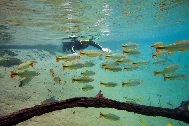 Skip the Line:Recanto Ecologico Rio da Prata Ticket including Trail & Snorkeling