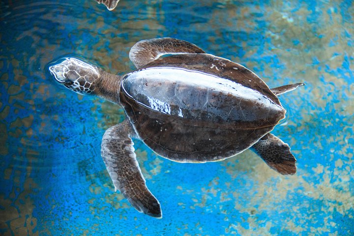 Puerto Angel Exotic Animal Wildlife Experience
