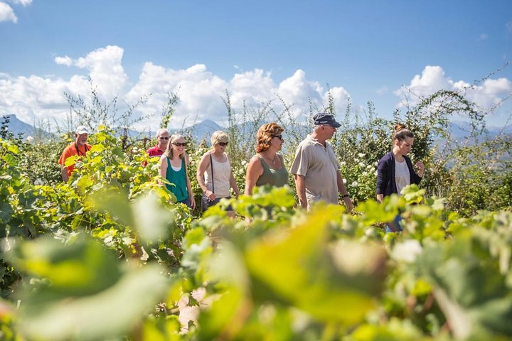 Wine Tour in Nemea from Nafplio