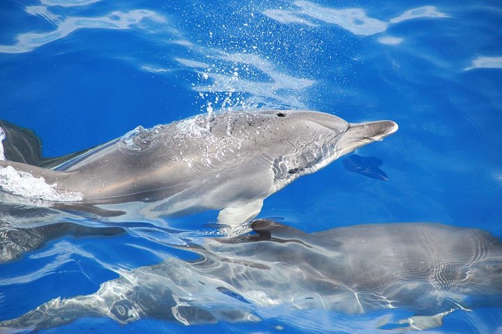 Dolphin and Whale Watching Catamaran Cruise from Funchal