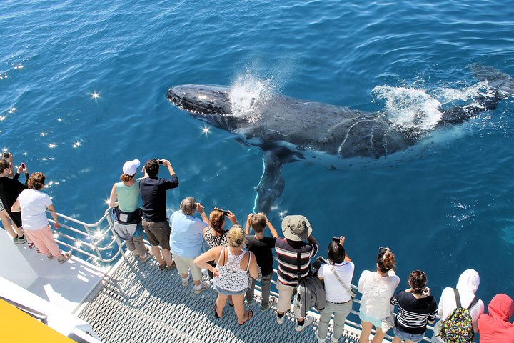 Spirit of Hervey Bay Whale Watching Cruise
