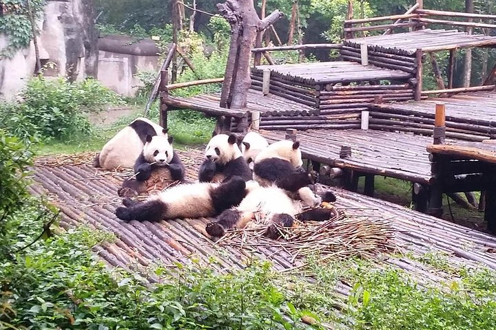 All Inclusive Private Trip to Chengdu Giant Panda Base and Leshan Giant Buddha