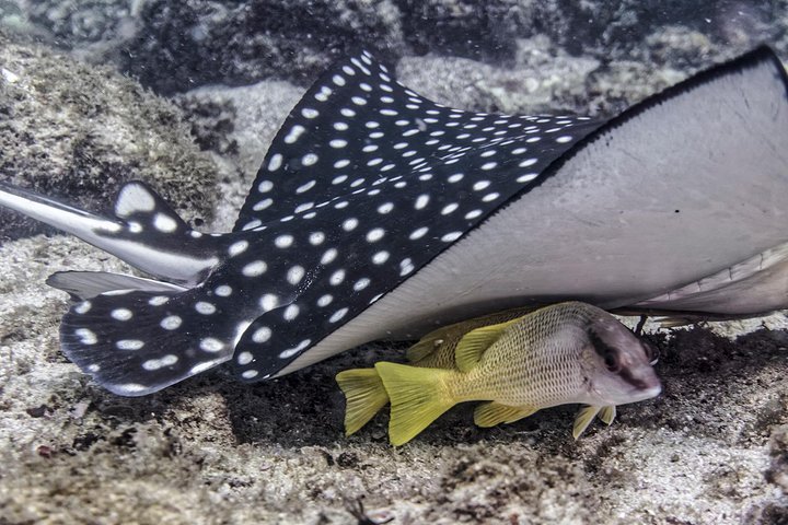 Small Group Scuba Diving Los Arcos from Sayulita