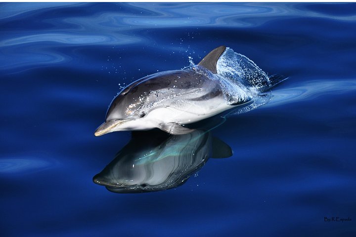 Dolphin Watching Excursion in Gibraltar