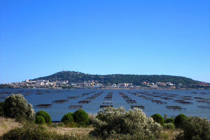 Private Half-Day Languedoc Wine and Oyster Tour from Sète