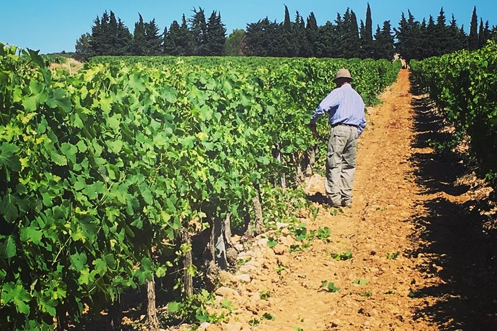 Private Half-Day Languedoc Wine Tour from Sète