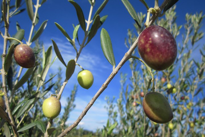 Small-Group Half-Day Languedoc Wine and Olive Tour from Montpellier