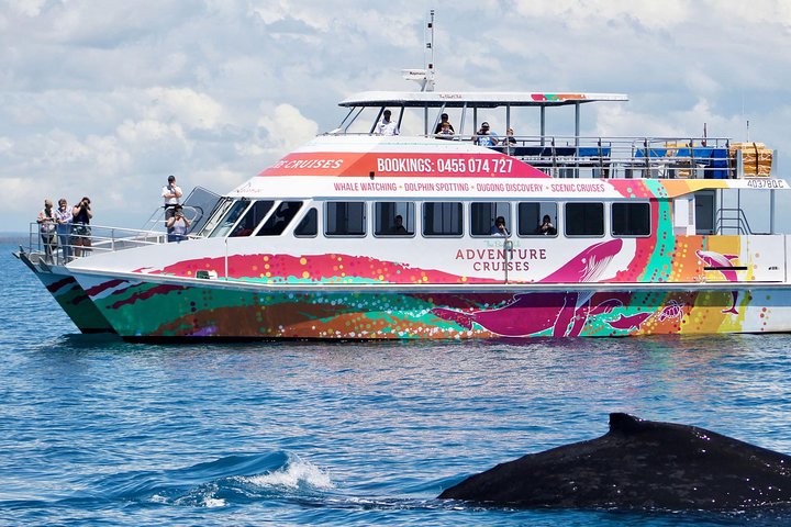 World class Whale Watching from Hervey Bay