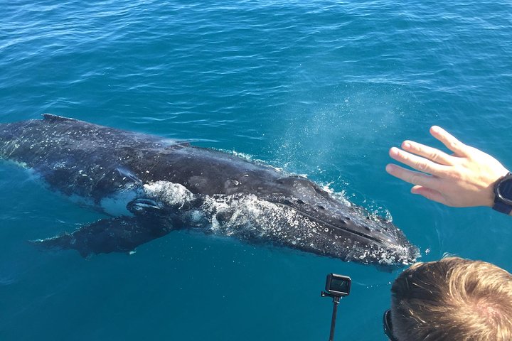 World class Whale Watching from Hervey Bay