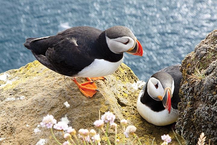 Galway to Cliffs of Moher, Aillwee Cave & Dunguaire Castle Tour