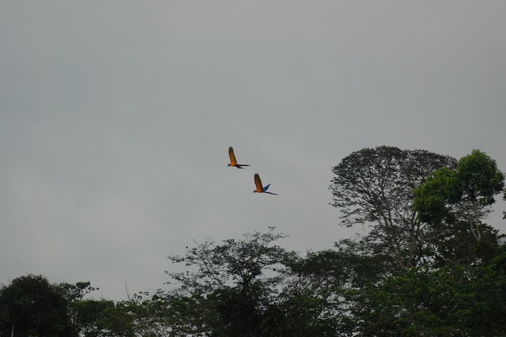4-Day Amazon Jungle Tour at Eco Amazonia Lodge