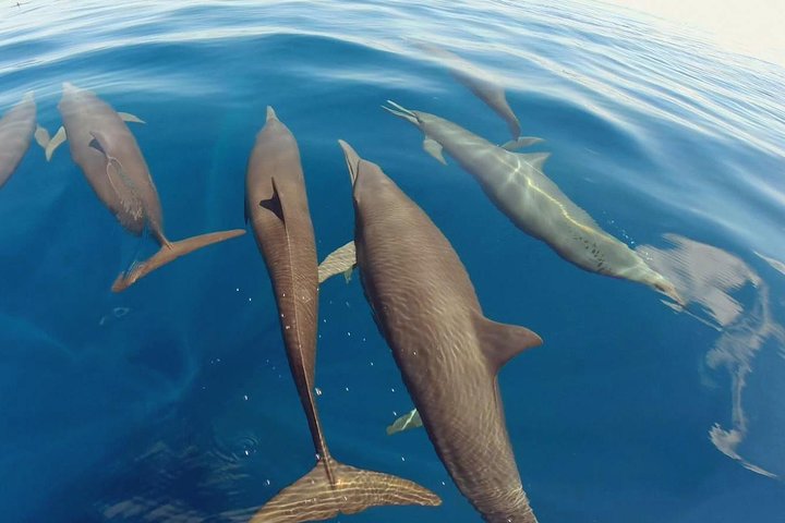 Dolphin and Whale Watching Tour in Drake Bay as seen on National Geographic