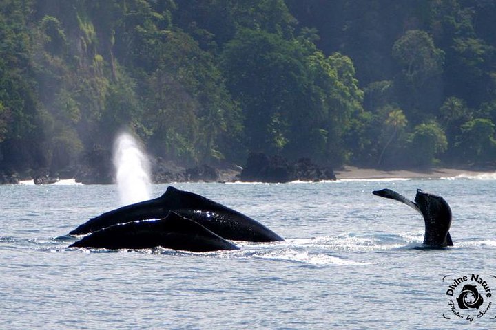 Dolphin and Whale Watching Tour in Drake Bay as seen on National Geographic