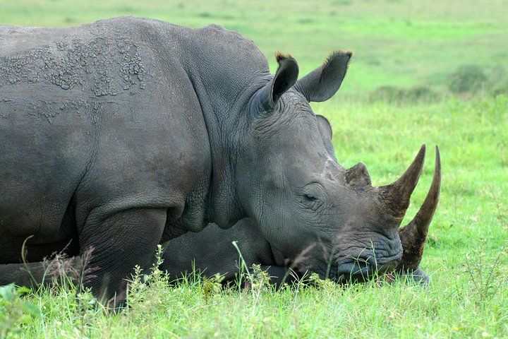 Half Day Safari Tour from Durban