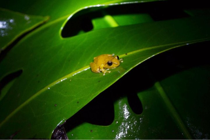 Monteverde Night Tour: Glass Frogs, lateralis, Sloths & Jungle
