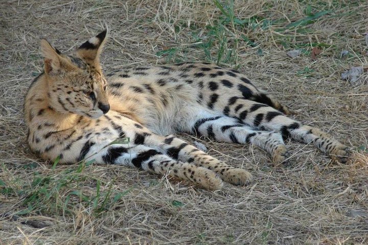 Cruise on Blyde Dam & Moholoholo Rehab Centre Tour from Hazyview