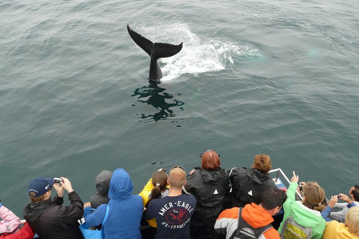 Newfoundland Puffin and Whale Watch Cruise