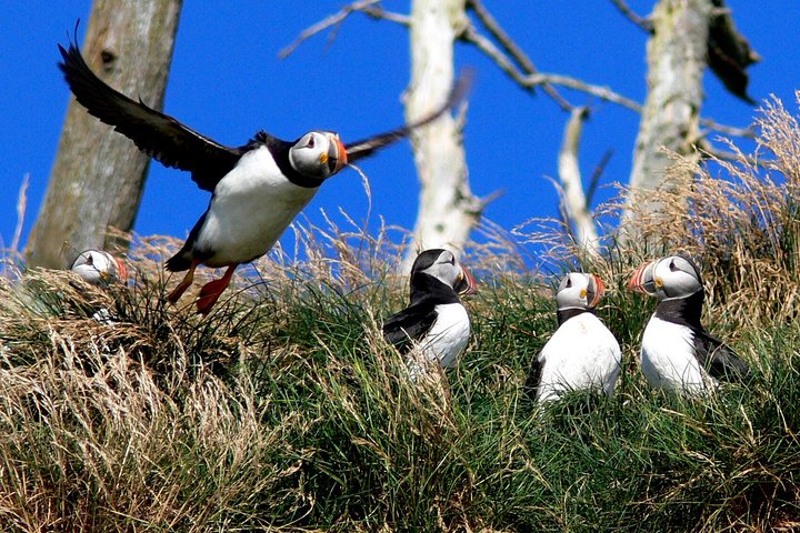 Newfoundland Puffin and Whale Watch Cruise