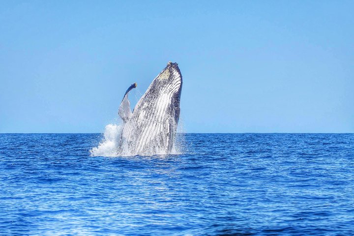 Wild Dolphin Swim & Responsible Whale Watching with Transport