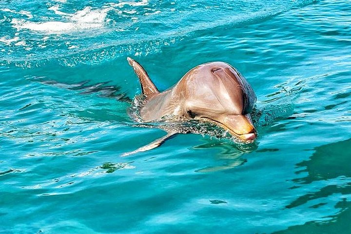 Wild Dolphin Swim & Responsible Whale Watching with Transport