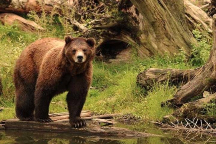 Sitka Up Close: Bears, Eagles & Totem Forest Walk (Small Group)