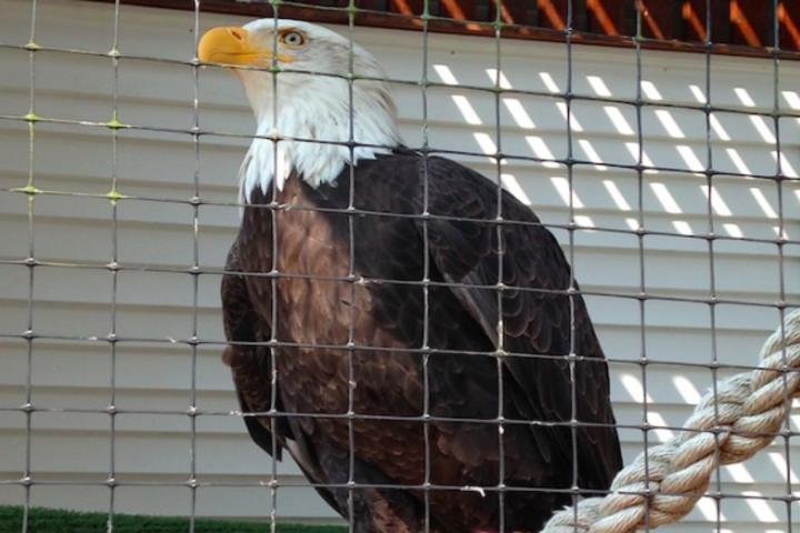 Sitka Up Close: Bears, Eagles & Totem Forest Walk (Small Group)