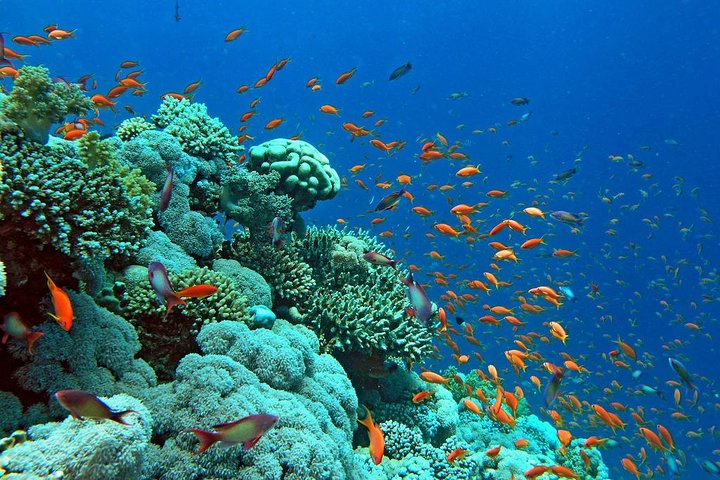 Glass Bottom Boat Cruise in Eilat