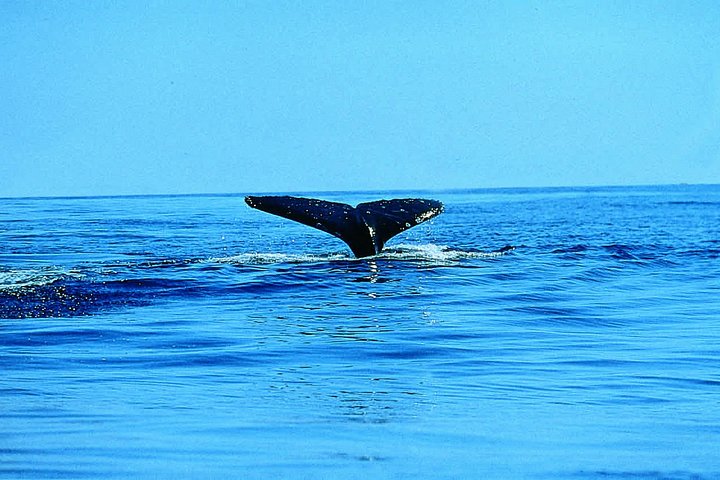 Whale Watching by Sea Kayak in Batemans Bay