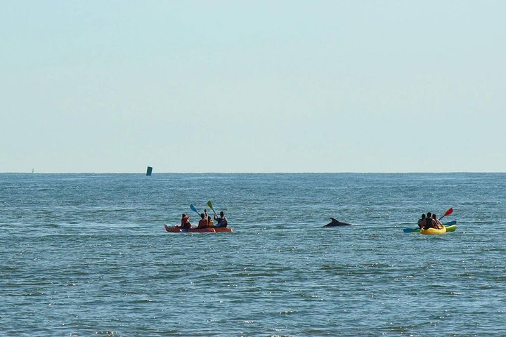 Sunset Dolphin Kayak Tours