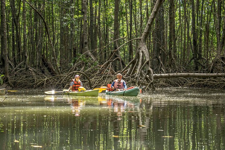 Mangrove Forest Kayak Exploration